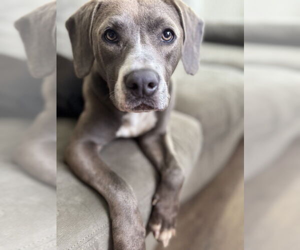 Medium Photo #3 Labrador Retriever-Unknown Mix Puppy For Sale in Brewster, NY, USA