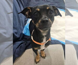 Medium Chihuahua Mix