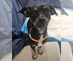 Small Chihuahua Mix