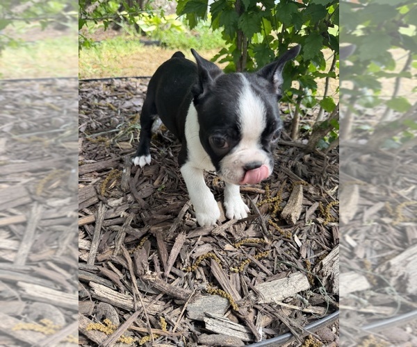 Medium Photo #4 Boston Terrier Puppy For Sale in FREDONIA, KS, USA