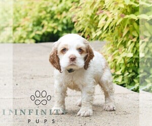 Cocker Spaniel Puppy for sale in NARVON, PA, USA