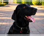 Small #3 Labrador Retriever