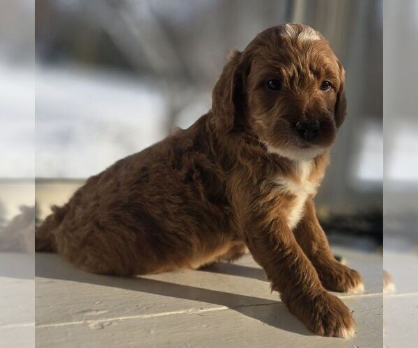 Medium Photo #4 Irish Doodle (Miniature) Puppy For Sale in NEW HOLLAND, PA, USA