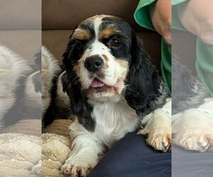 Cocker Spaniel Dogs for adoption in Sioux Falls, SD, USA