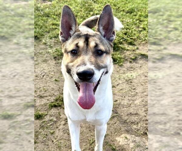 Medium Photo #3 German Shepherd Dog-Unknown Mix Puppy For Sale in Riverside, CA, USA