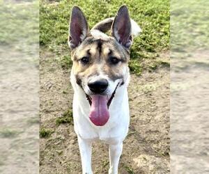 CHURO - Male German Shepherd Dog-Unknown Mix Dog for Adoption - Photo #3