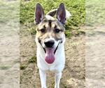 Small Photo #3 German Shepherd Dog-Unknown Mix Puppy For Sale in Riverside, CA, USA