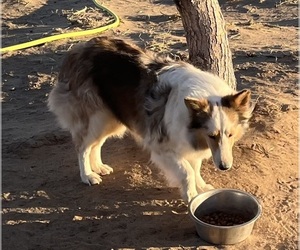 Shetland Sheepdog Puppy for sale in FORT MORGAN, CO, USA