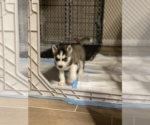 Siberian Husky Puppy for sale in CLINTONVILLE, WI, USA