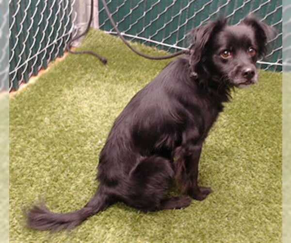 Medium Photo #1 Mutt Puppy For Sale in Downey, CA, USA