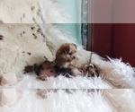 Small Photo #46 Shorkie Tzu Puppy For Sale in NEVADA, TX, USA