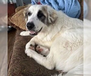 Great Pyrenees Dogs for adoption in Bristol, CT, USA