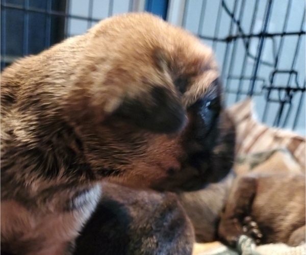 Medium Photo #13 Cane Corso Puppy For Sale in MOORESVILLE, NC, USA