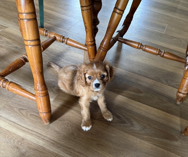 Medium Photo #3 Cavalier King Charles Spaniel Puppy For Sale in KANSAS CITY, MO, USA