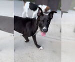 Small #1 Mutt
