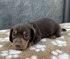 Dachshund Puppy for sale in WEBSTER, FL, USA