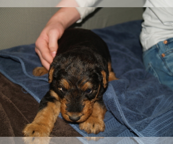 Medium Photo #5 Airedale Terrier Puppy For Sale in CHARLESTOWN, IN, USA