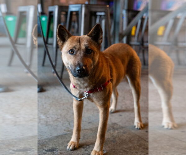 Medium Photo #4 Mutt Puppy For Sale in Princeton, MN, USA