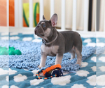 Small Photo #5 French Bulldog Puppy For Sale in GREENPORT, NY, USA