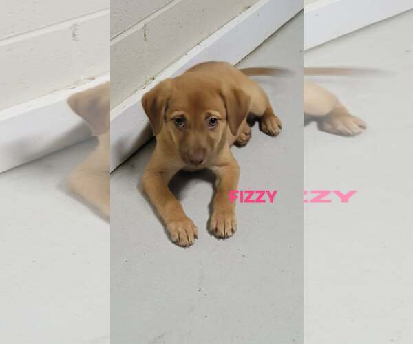 Medium Photo #2 Labrador Retriever-Unknown Mix Puppy For Sale in Brooksville, FL, USA