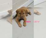 Small #1 Labrador Retriever Mix