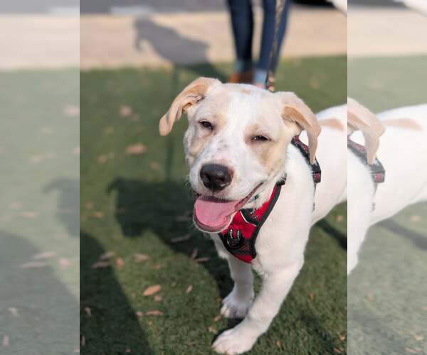 Medium Photo #1 Labrador Retriever-Unknown Mix Puppy For Sale in Holly Springs, NC, USA