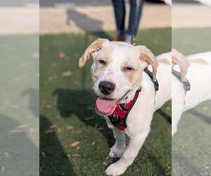 Labrador Retriever-Unknown Mix Dogs for adoption in Holly Springs, NC, USA