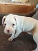 Small Photo #1 Boxer Puppy For Sale in SEYMOUR, CT, USA