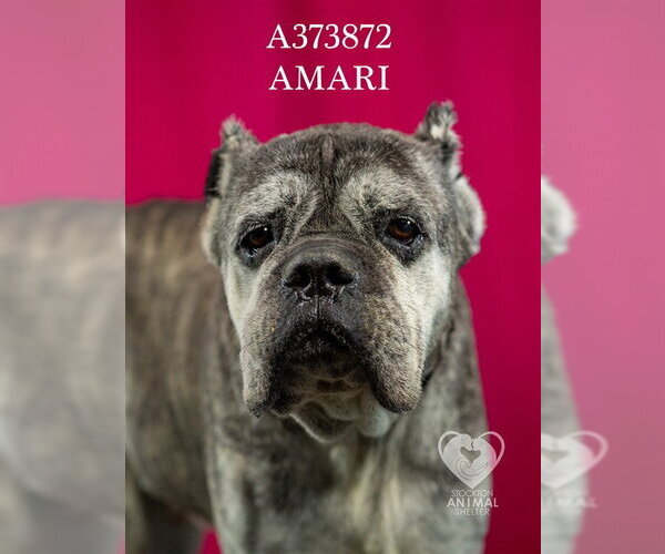 Medium Photo #2 Mutt Puppy For Sale in Stockton, CA, USA