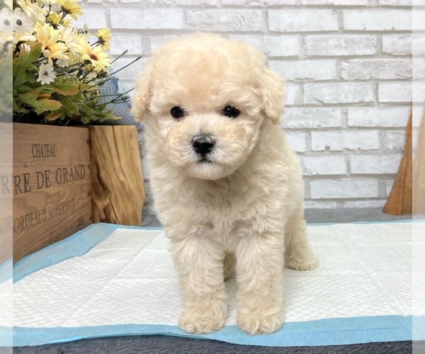 View Ad Poodle (Toy) Puppy for Sale near California, SAN FRANCISCO