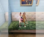 Small #2 American Pit Bull Terrier Mix