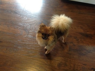 Pomeranian Puppy for sale in ELKTON, MD, USA