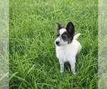 Small #1 Borador