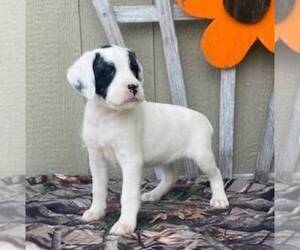Boxer-Poodle (Standard) Mix Puppy for sale in CANAJOHARIE, NY, USA