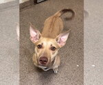 Small #2 Mutt