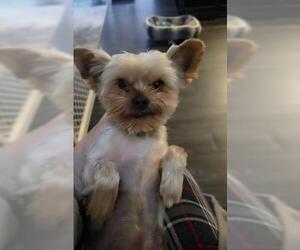 Mutt Dogs for adoption in Oakley, CA, USA