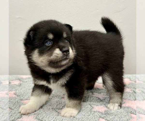 Medium Photo #5 Pomsky-Shiba Inu Mix Puppy For Sale in NASHUA, NH, USA