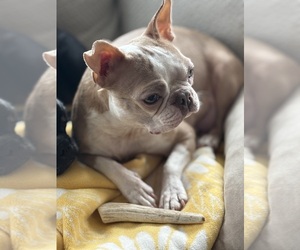 Mother of the Boston Terrier puppies born on 01/04/2026