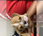 Small Photo #4 Bulldog Puppy For Sale in LOUISVILLE, KY, USA