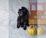 Small Photo #6 Poodle (Miniature) Puppy For Sale in INDIANAPOLIS, IN, USA