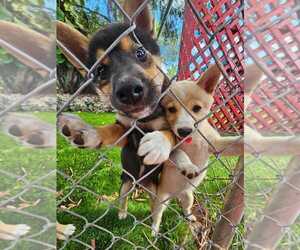 Shiba Inu Puppy for Sale in HOMESTEAD, Florida USA