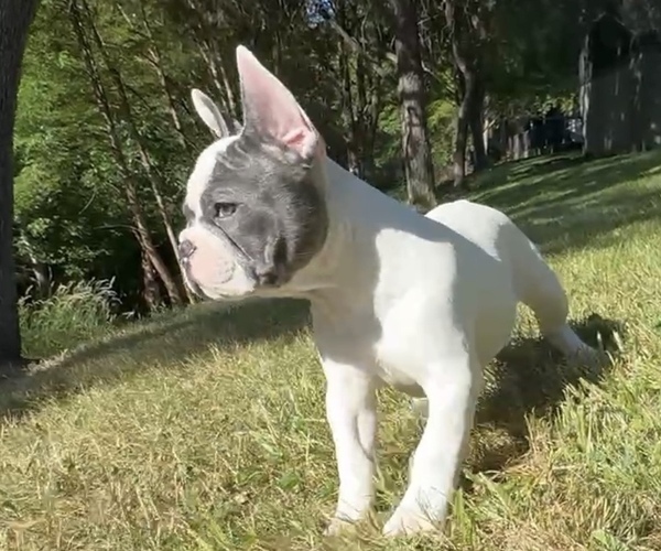 Medium Photo #14 French Bulldog Puppy For Sale in MEDFORD, OR, USA