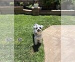 Small Photo #1 Schnauzer (Miniature) Puppy For Sale in RIVERSIDE, CA, USA