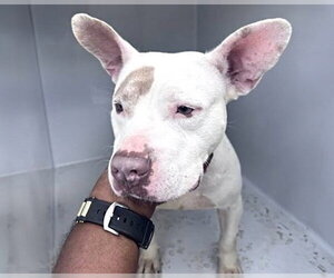American Bulldog Dogs for adoption in Houston, TX, USA
