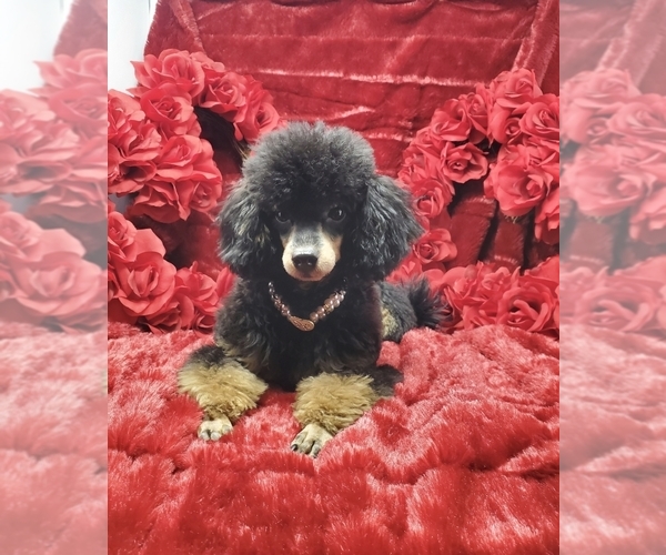 Medium Photo #12 Poodle (Toy) Puppy For Sale in STILLWATER, MN, USA