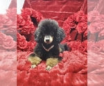 Litter of 2 - Male(s) and Female(s) Poodle (Toy)Litter of Puppies for Sale - Photo #12