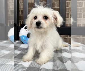 Maltipoo Puppy for sale in INDIANAPOLIS, IN, USA