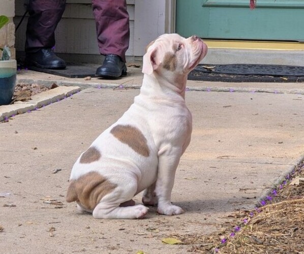 Medium Photo #4 Olde English Bulldogge Puppy For Sale in AUSTIN, TX, USA
