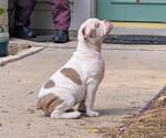 Small #3 Olde English Bulldogge