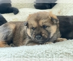 Puppy 2 Jindo Dog